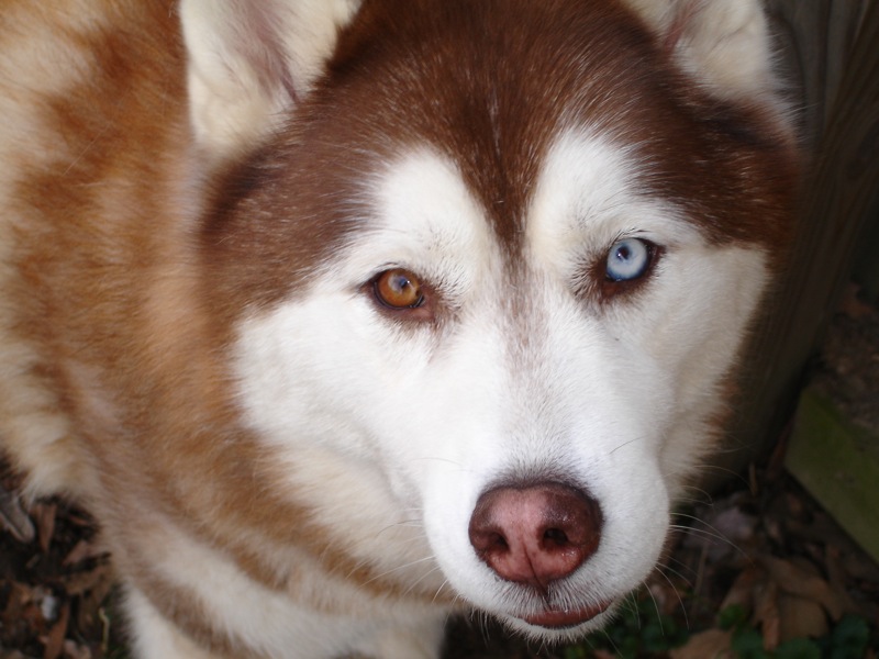 husky modrý hnědý