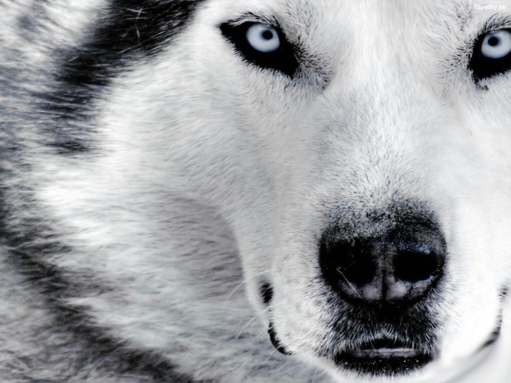 Husky detail