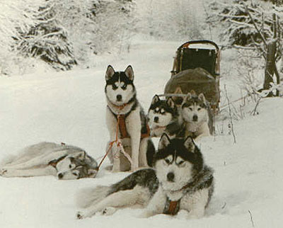 siberian_husky_pack_h03